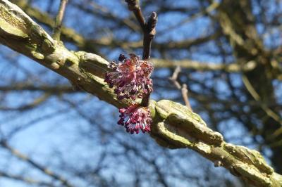 <i>Ulmus minor</i>