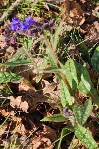 <i>Pulmonaria longifolia</i>