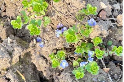 <i>Veronica persica</i>