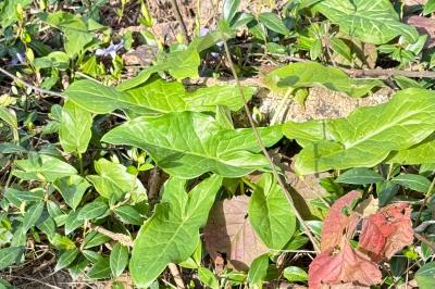 <i>Arum italicum</i>