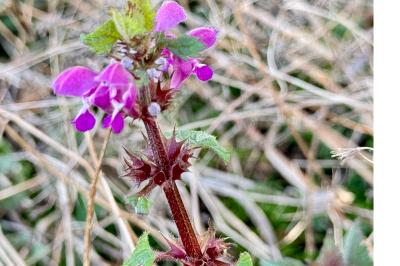 <i>Lamium maculatum</i>