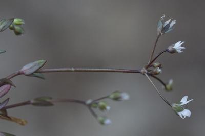 <i>Holosteum umbellatum</i>