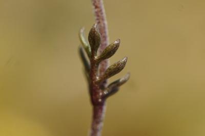 <i>Hornungia petraea</i>