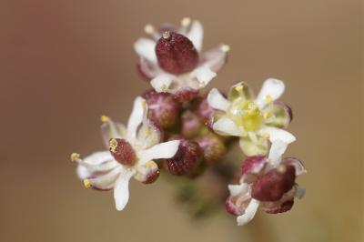 <i>Hornungia petraea</i>