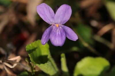 <i>Viola odorata</i>