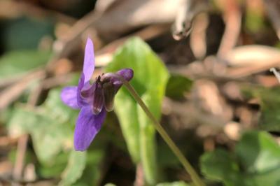 <i>Viola odorata</i>