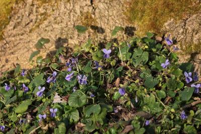<i>Viola odorata</i>