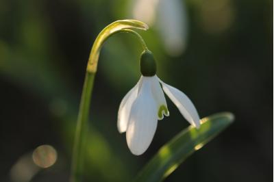 <i>Galanthus nivalis</i>