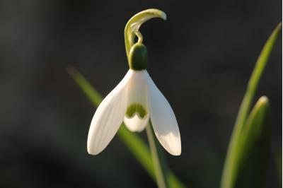 <i>Galanthus nivalis</i>