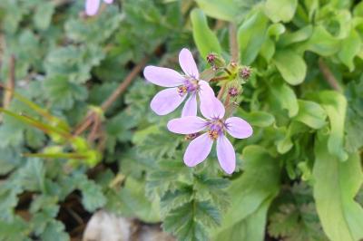 <i>Erodium cicutarium</i>