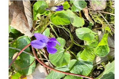 <i>Viola odorata</i>
