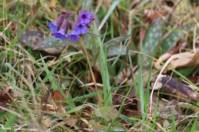 <i>Pulmonaria longifolia</i>
