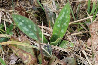 <i>Pulmonaria longifolia</i>