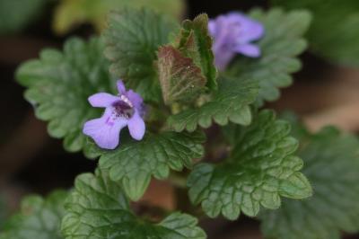 <i>Glechoma hederacea</i>