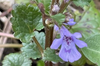 <i>Glechoma hederacea</i>