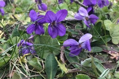 <i>Viola odorata</i>