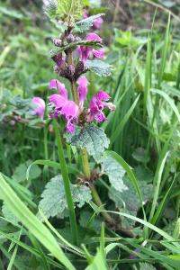 <i>Lamium maculatum</i>