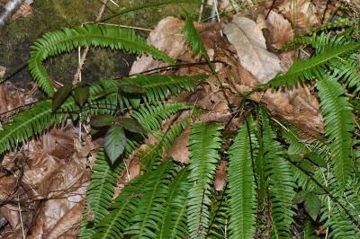 <i>Struthiopteris spicant</i>