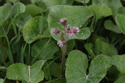 <i>Petasites pyrenaicus</i>