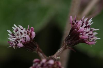 <i>Petasites pyrenaicus</i>