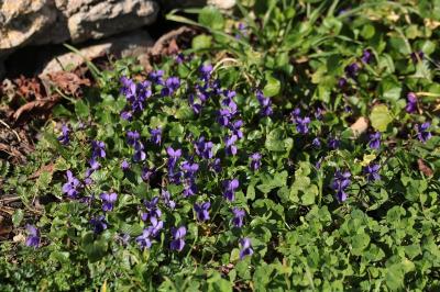 <i>Viola odorata</i>