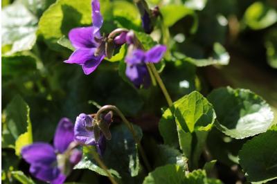 <i>Viola odorata</i>
