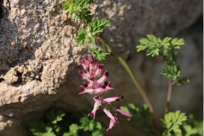 <i>Fumaria officinalis</i>