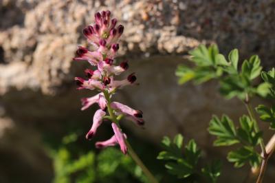 <i>Fumaria officinalis</i>