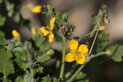 <i>Chelidonium majus</i>
