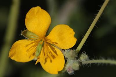 <i>Chelidonium majus</i>