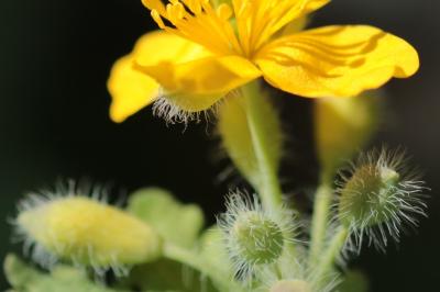 <i>Chelidonium majus</i>