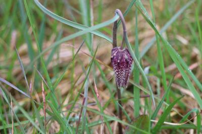 <i>Fritillaria meleagris</i>