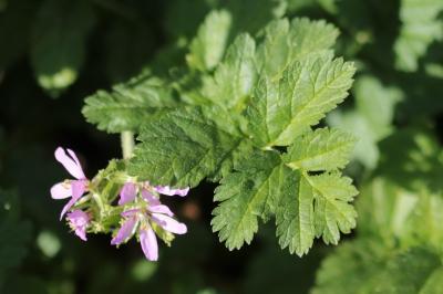 <i>Erodium moschatum</i>