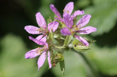<i>Erodium moschatum</i>