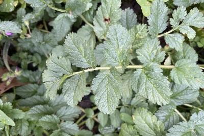 <i>Erodium moschatum</i>