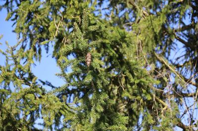 <i>Picea abies</i>