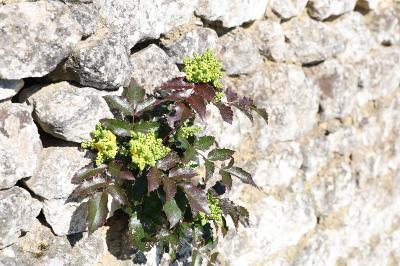 <i>Berberis aquifolium</i>