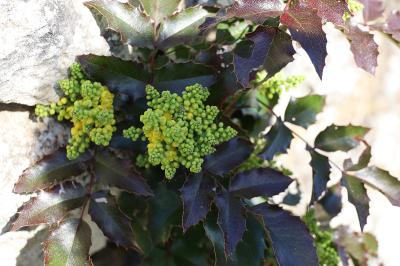 <i>Berberis aquifolium</i>