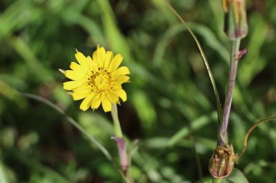 <i>Tragopogon pratensis</i>