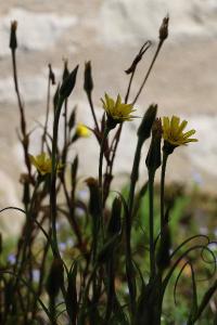 <i>Tragopogon pratensis</i>