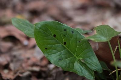 <i>Arum maculatum</i>