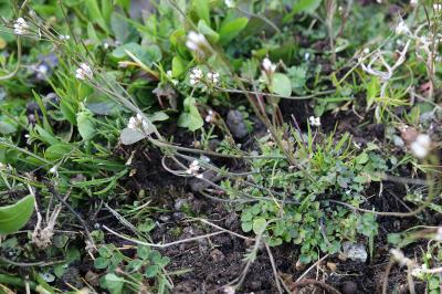 <i>Cardamine hirsuta</i>