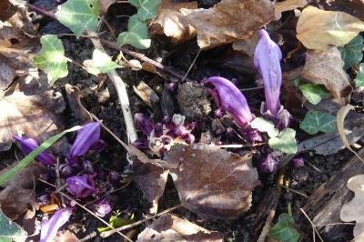 <i>Lathraea clandestina</i>