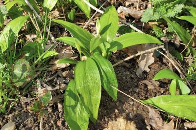 <i>Allium ursinum</i>