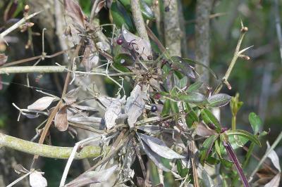 <i>Rubia peregrina</i>