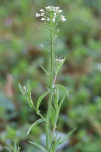<i>Capsella bursa-pastoris</i>