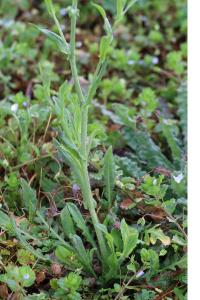 <i>Capsella bursa-pastoris</i>