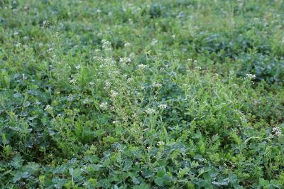 <i>Capsella bursa-pastoris</i>