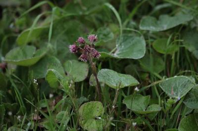 <i>Petasites pyrenaicus</i>