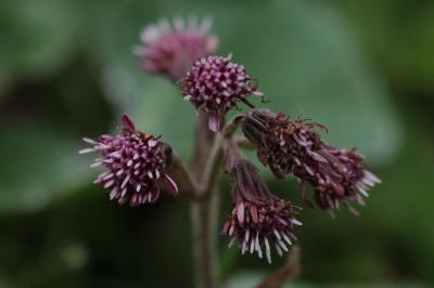 <i>Petasites pyrenaicus</i>